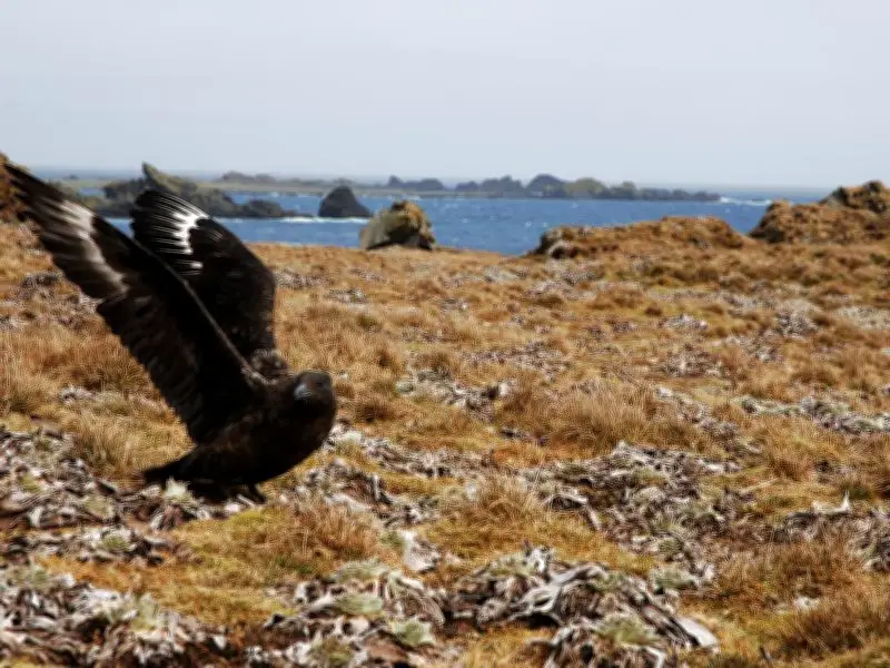 Second Bird on WA Coast Tests Positive for H5N1 Bird Flu