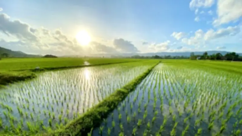 Severe El Niño Threatens Half of Humanity's Rice Supply