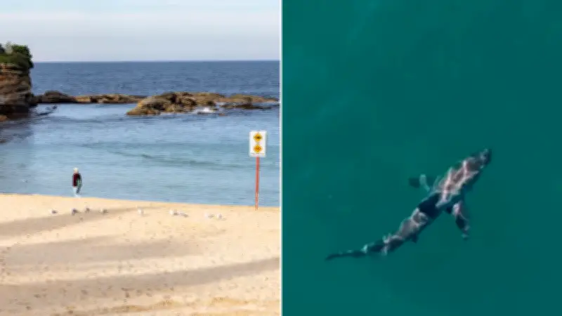 Shark attack debate: 100 years on, why Australia still can't agree on culls