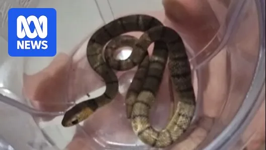 Woman Bitten by Deadly Eastern Brown Snake While Rescuing Dog