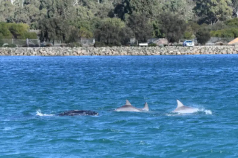 Southern Right Whale Spotted in Mandurah Estuary with Dolphins