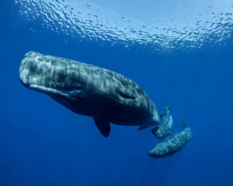 Sperm Whale Dialects Detected in Mediterranean for First Time