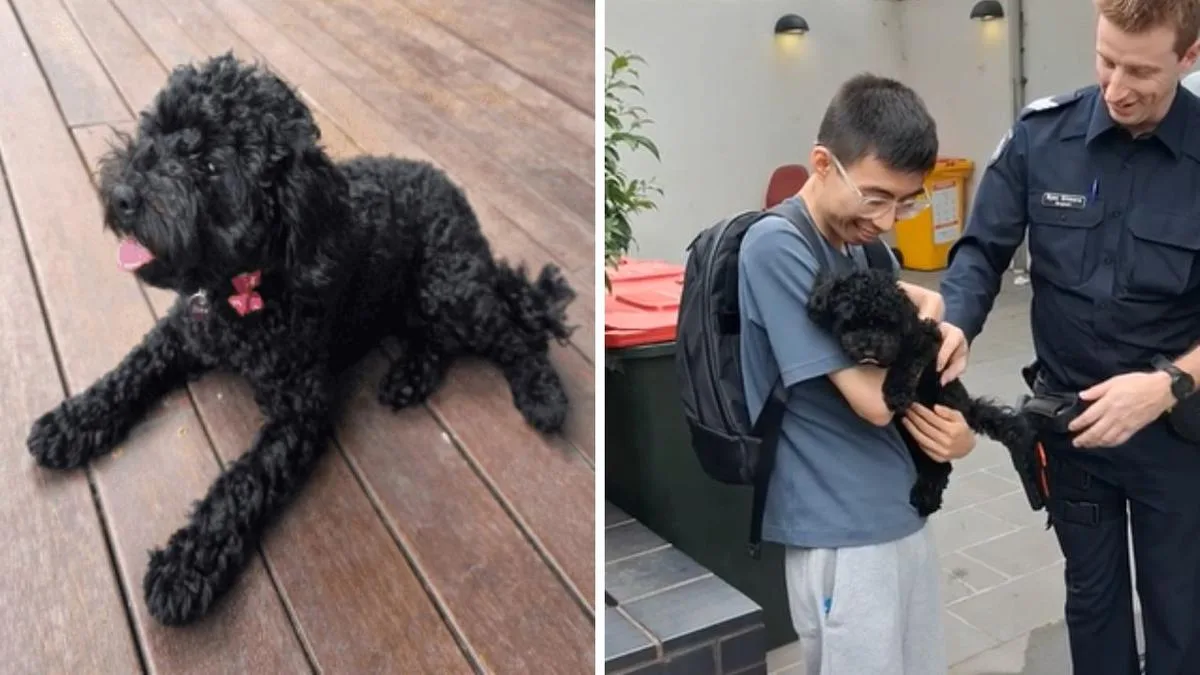 Stolen Puppy Reunited with Family After Police Arrest