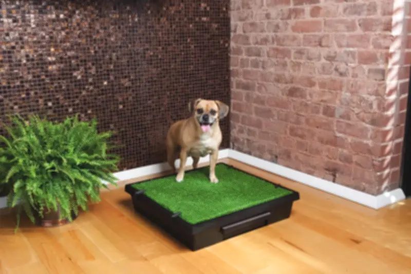 Take Your Pet to Work Week: Is Your Office Ready for Furry Colleagues?