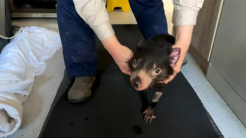 Tasmanian Devil Mary Returns Home After Dramatic Capture and Recovery
