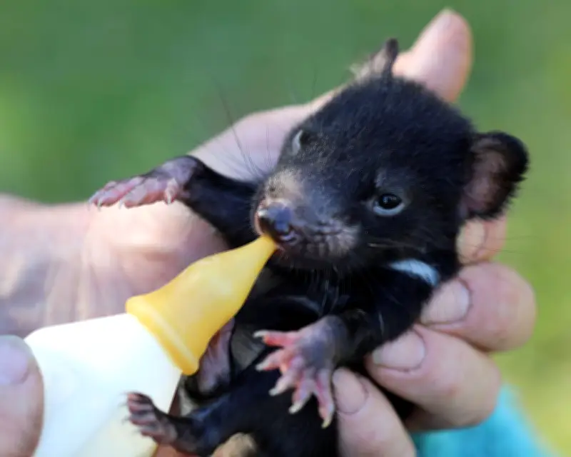 Tassie Devils Steal Shoes and Laundry But Are Adored Neighbors
