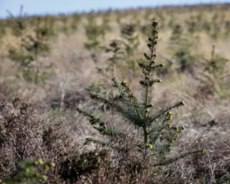 Tax-Break Forests: How Woodland Became a Store of Wealth for the Rich