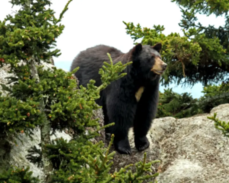 Teenager Injured by Black Bear in Washington State
