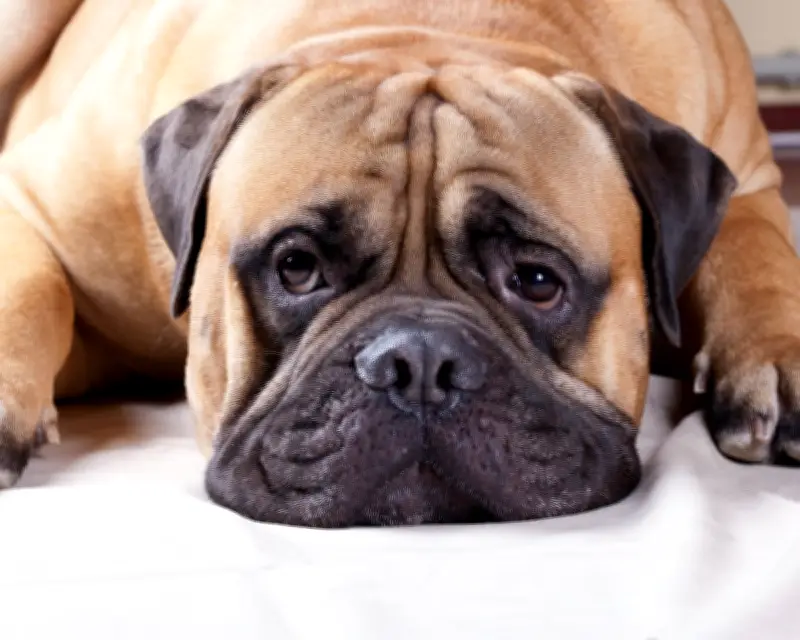 Tell Us: What's the Weirdest Thing Your Dog Has Tried to Eat?