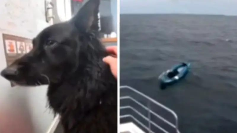 Terrified Dog Rescued from Kayak 5km Out to Sea After Freak Wave