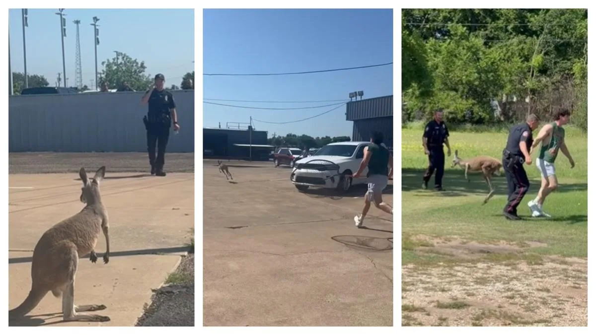 Texas Police Wrangle Escaped Kangaroo Named Bingus