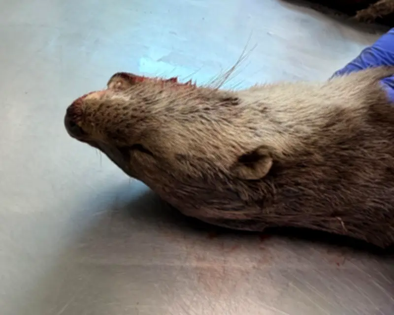 The Grisly Beauty of an Otter Postmortem: A Country Diary Entry