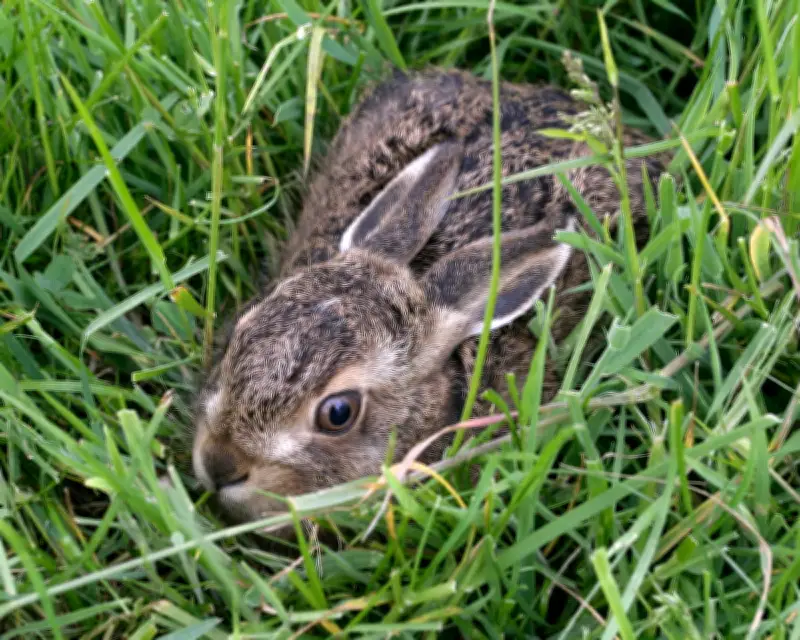 The Leveret by Anna Goldreich review – a hare mends the pain of baby loss