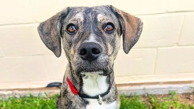 Three-Legged Dog Returned to Shelter After One Night