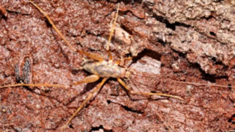 Three New Cave Cricket Species Discovered in Australia's Underground Havens