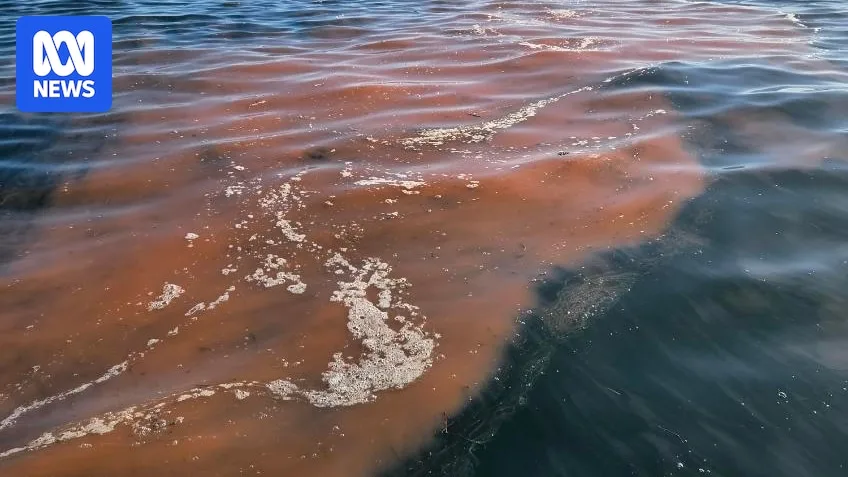 Bioluminescent Algae Offers Hope Against Toxic Bloom in South Australia