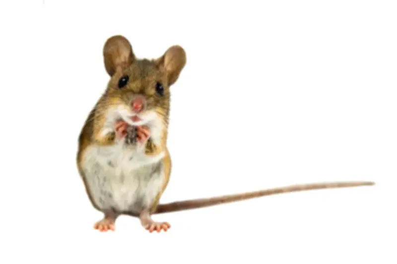 Trans Mice Act: Congresswoman Nancy Mace's Controversial Bill