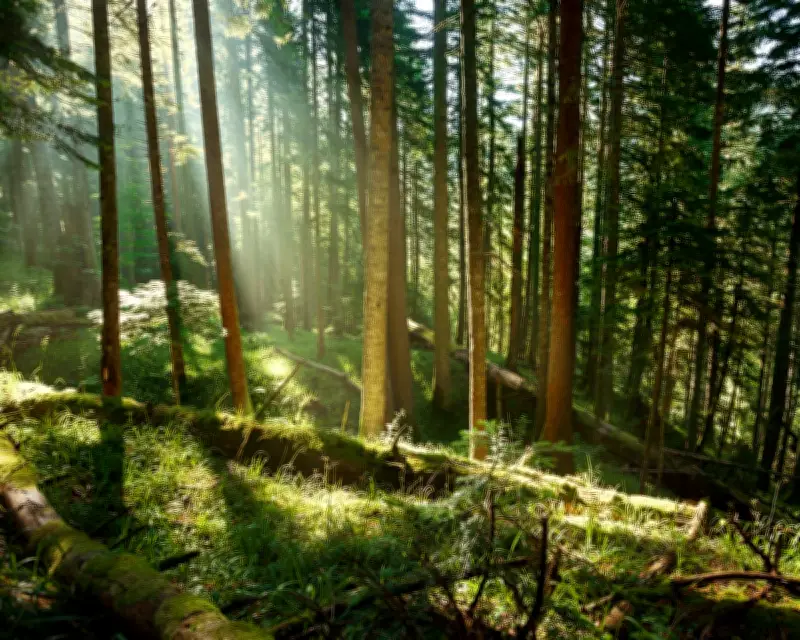 Trees Store Less Carbon Than Previously Thought, Study Finds