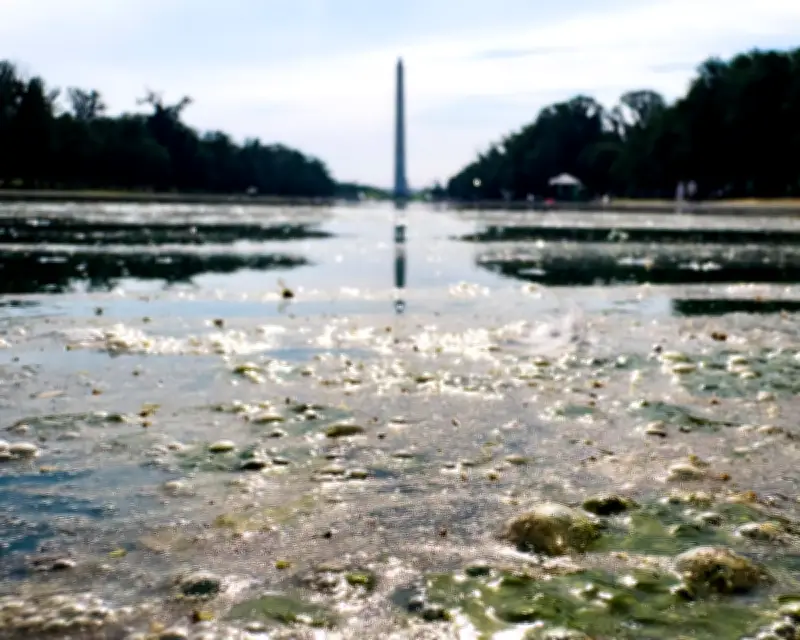 Trump's Reflecting Pool Metaphor Sparks Confusion and Criticism