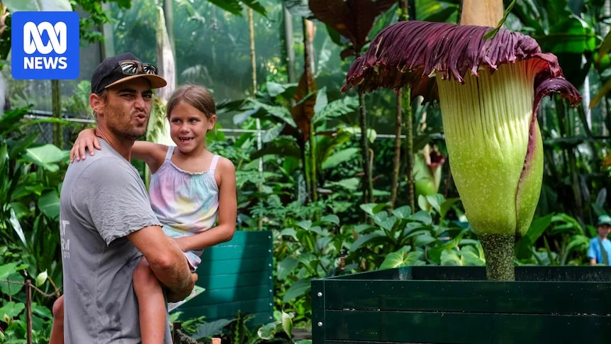 Two Giant Corpse Flowers Bloom Simultaneously In Cairns