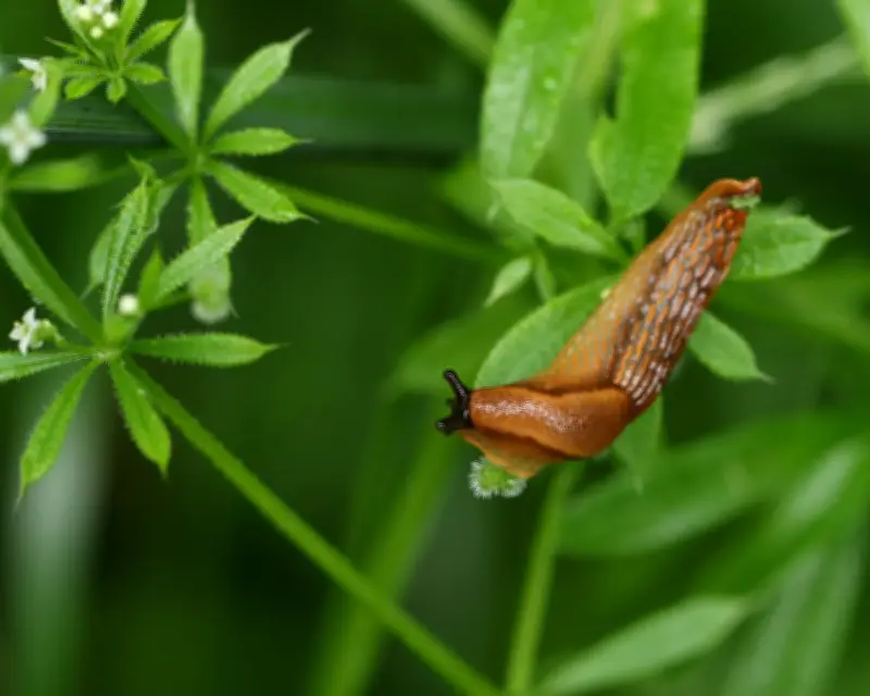 UK Farmers Use Slug Prediction Maps to Halve Pesticide Use