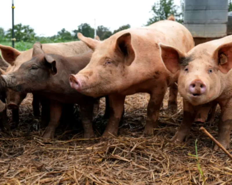 UN warns antibiotic use in livestock could rise 30% by 2040 without action