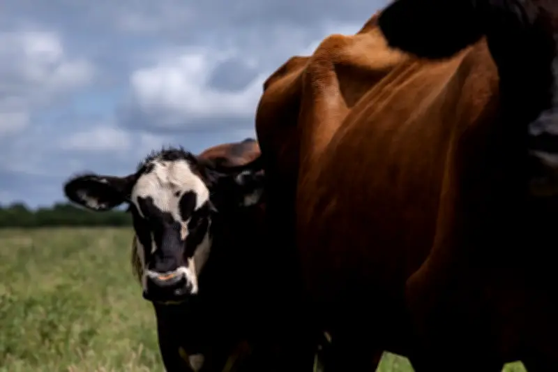 US confirms three more cases of flesh-eating screwworm in livestock