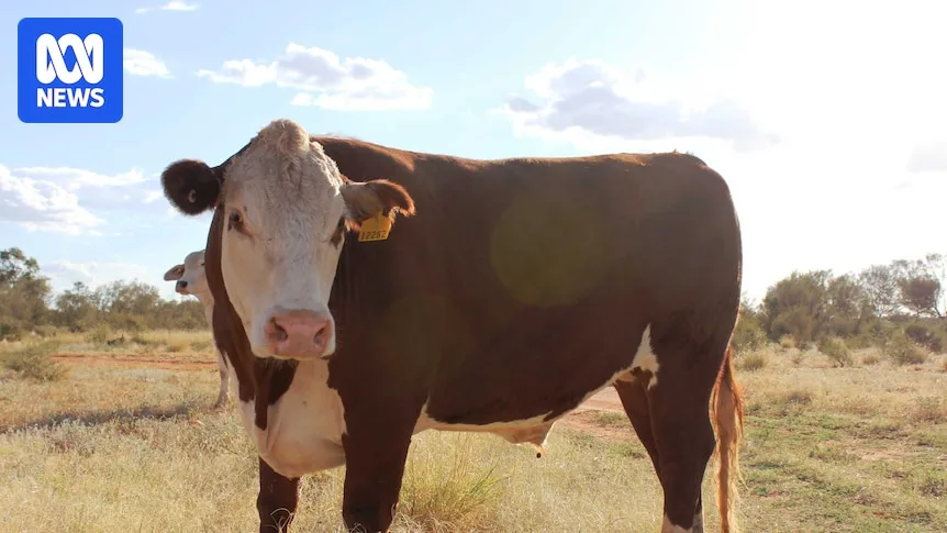 US Lifts Tariffs on Australian Beef, but Prices Unlikely to Drop
