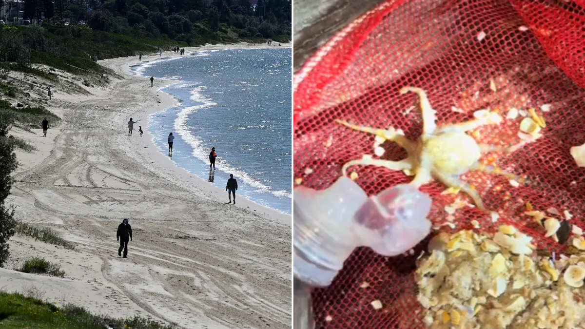 Venomous Blue-Ringed Octopus Found at Sydney's Brighton-Le-Sands Beach