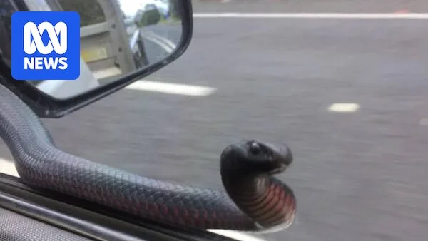 Venomous Snake Hitches Ride On Moving Car