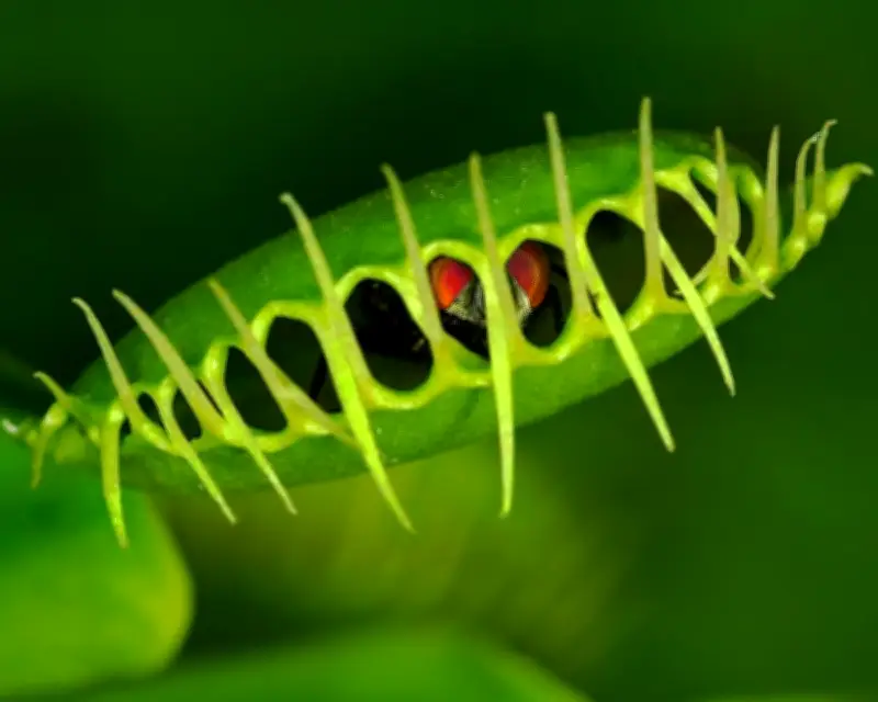 Venus Flytrap's Rapid Snap Mechanism Revealed in New Study