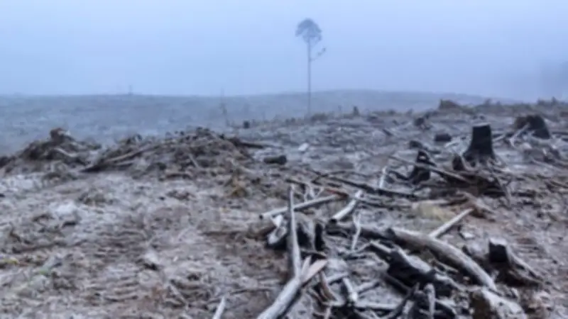 Victoria's Native Logging Ban Undermined by Tasmanian Imports