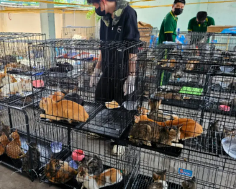 Vietnamese Police Rescue 200 Cats from Meat Ring