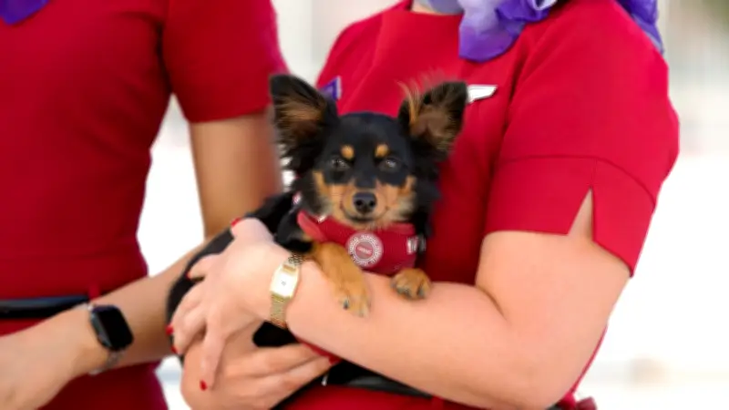 Virgin Australia Expands Pet-Friendly Flights to Adelaide from June