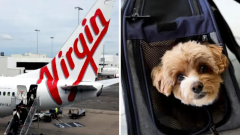 Virgin Australia Expands Pet-Friendly Flights to Adelaide