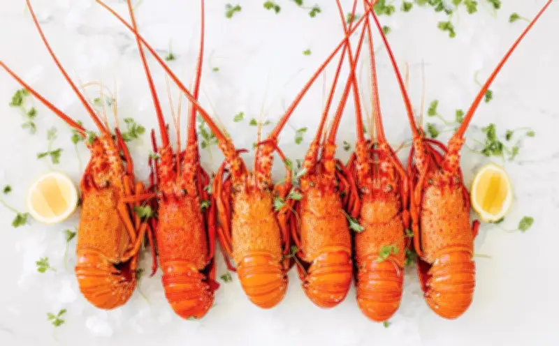WA Crayfish Lovers to Feast as Juvenile Lobster Numbers Surge