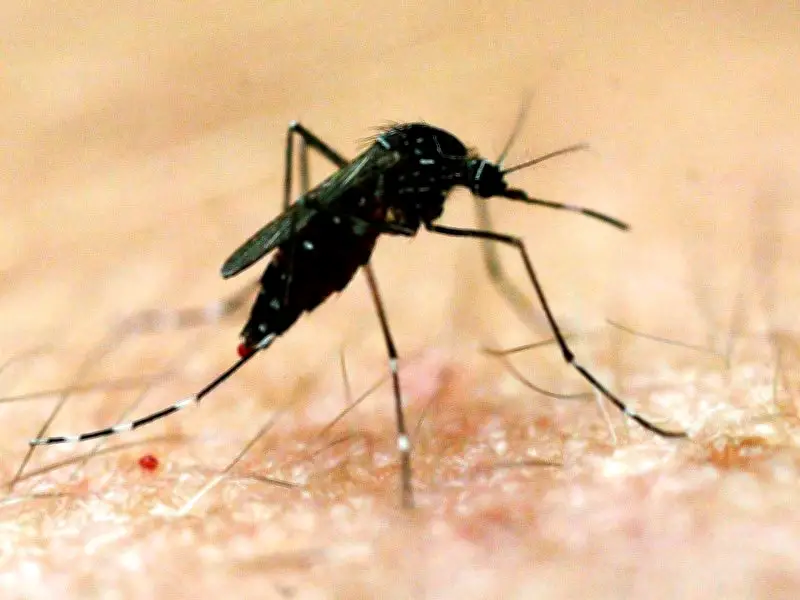 WA man dies from rare mosquito-borne Murray Valley encephalitis