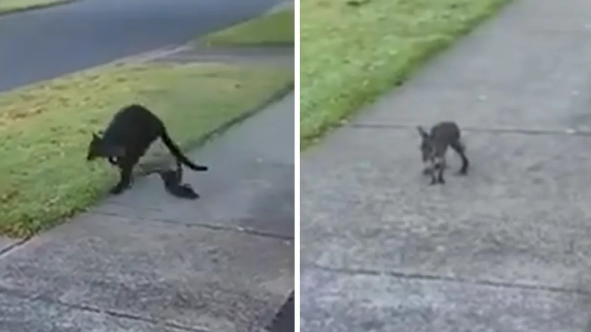 Wallaby Joey Rescued After Falling From Pouch in Victoria