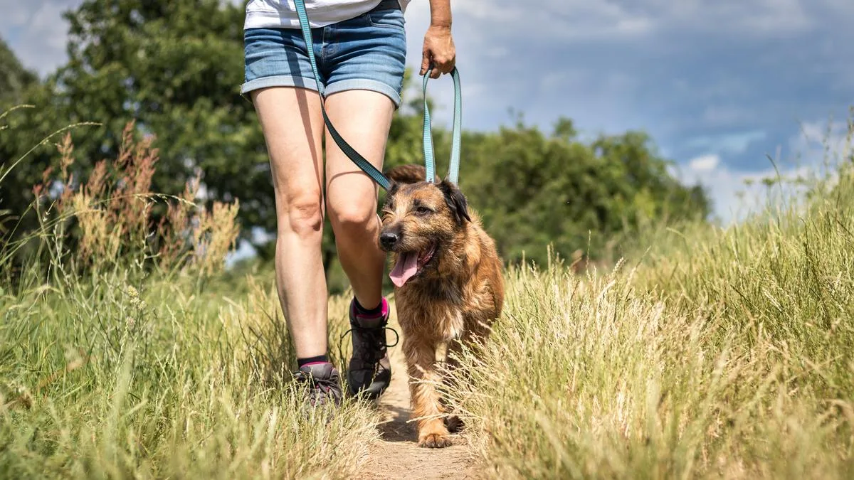 Wanneroo Council to Vote on Dog Ban in 20 Nature Reserves