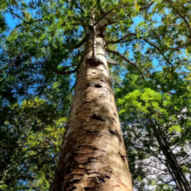 Warming Winters in NZ Bring Pests, Smaller Fruit, Carbon Loss