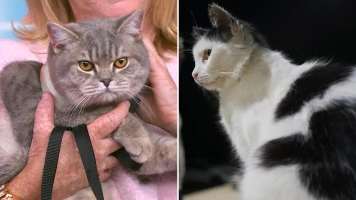 Luna and Leo Top Australia's Most Popular Cat Names for 2025