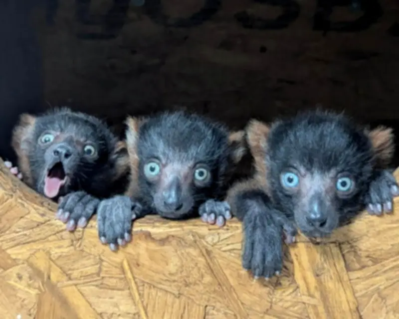 Week in Wildlife: Lazy Sea Lion, Baby Ospreys, Rare Lemur Quads