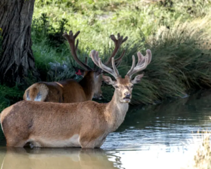 Week in Wildlife: Paddling Deer, Spring-Loaded Penguin, Rare Sand Cat