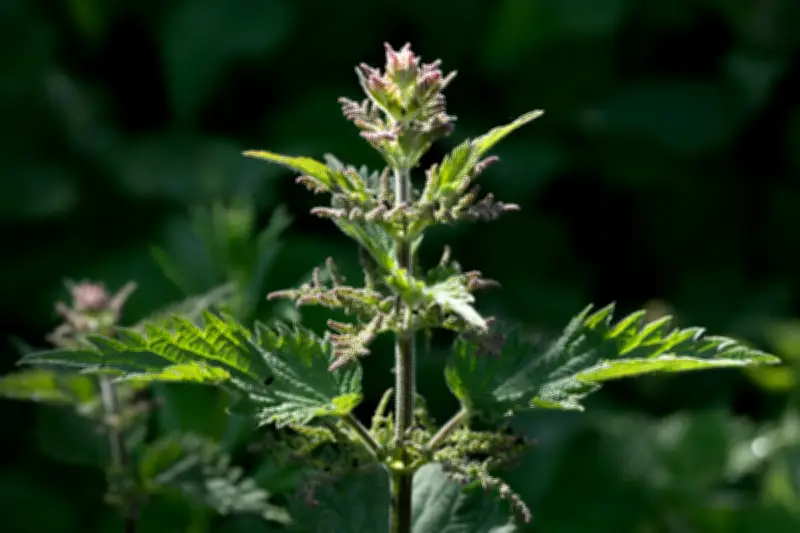 Why We Should Rethink Our Hatred for the Stinging Nettle