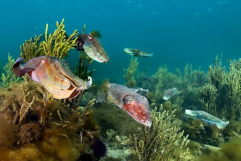 Whyalla Cuttlefish Wipeout: Algal Bloom Threatens Breeding Aggregation