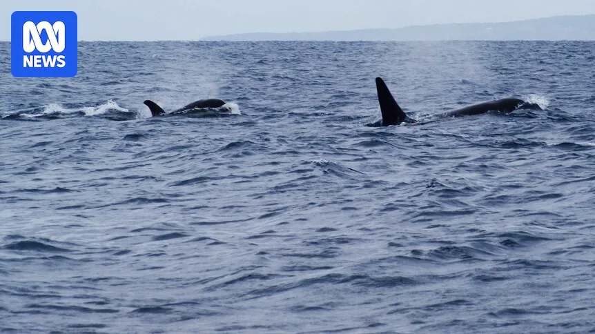 Orcas 'Slam' Great White Shark in Rare Attack Off South Australia