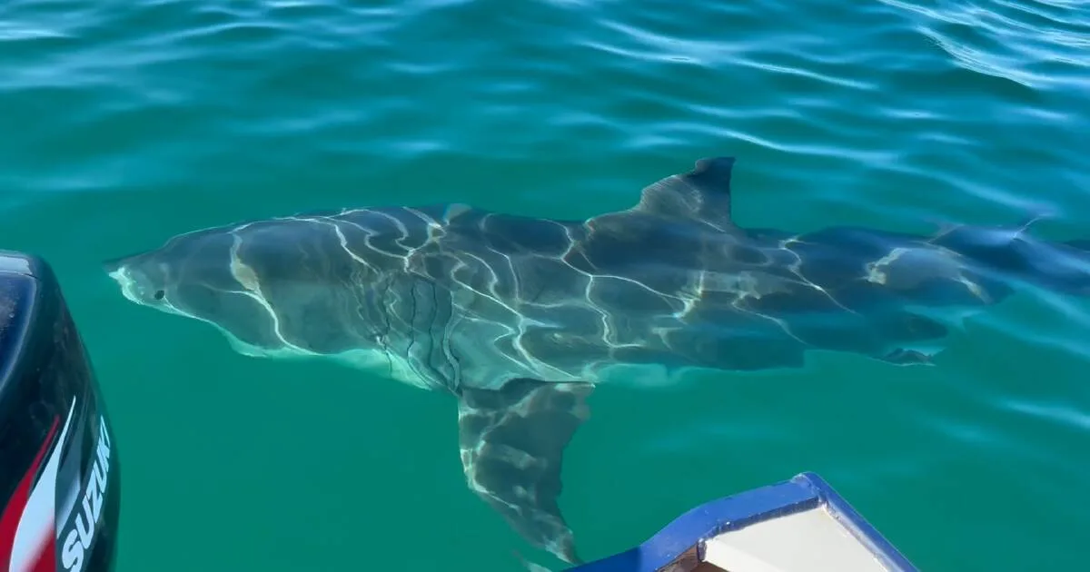 Wollongong Fisherman's Close Encounter with 6m Great White Shark