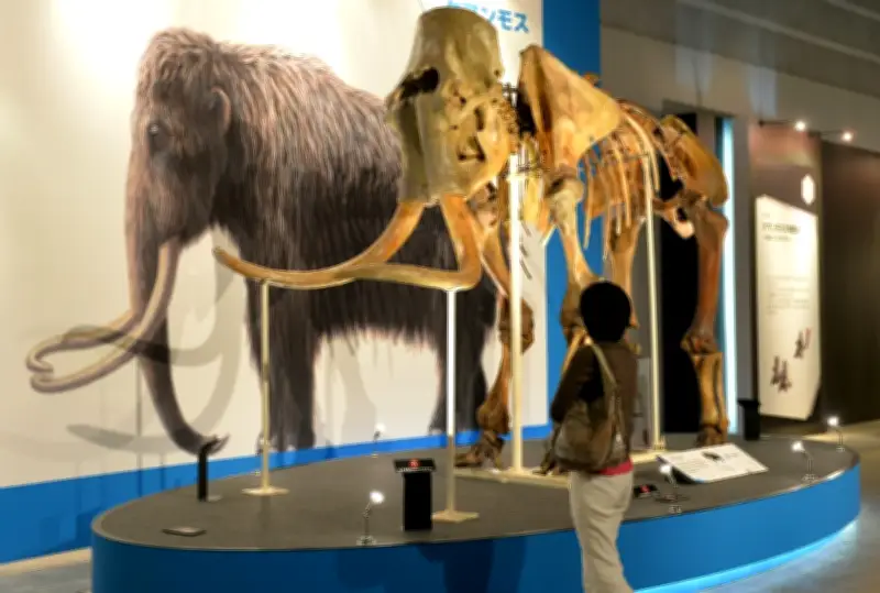 Woolly Mammoth DNA Found in Ancient Squirrel Poop in Yukon