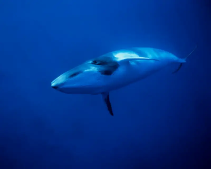 World's Deepest Whale Graveyard Discovered in Indian Ocean