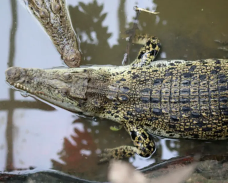 Wowcher Apologises for Crocodile Attack Email Reference